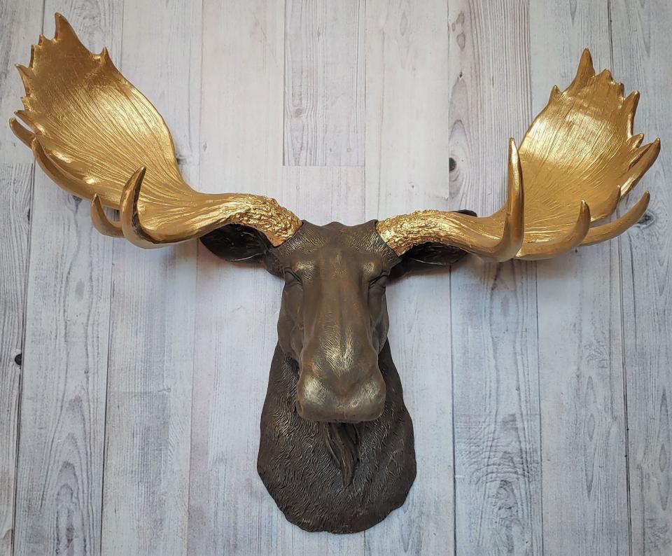 Real stuffed moose store head wall mount