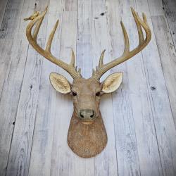 Faux Taxidermy Deer Head with bird, Stag Head Wall Mount